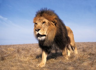 Obraz na płótnie Canvas African Lion, panthera leo, Male