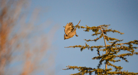 Isolated Grey go away-bird, also known as grey lourie, grey loerie is a bold and common bird of the southern Afrotropics