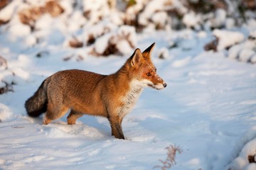 Naklejka na ściany i meble Red Fox, vulpes vulpes, Adult standing in Snow, Normandy