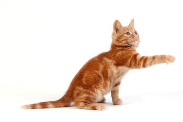 Red Tabby Domestic Cat, Kitten playing against White Background