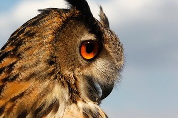 European Eagle Owl, asio otus, Portrait of Adult