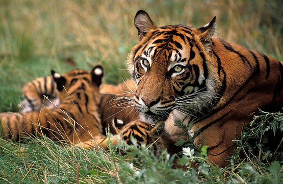Sumatran Tiger, panthera tigris sumatrae, Mother and Cub