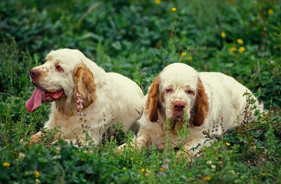 Clumber Spaniel laying on Grass