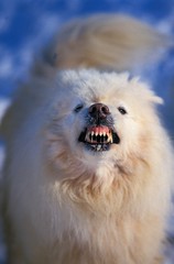 Samoyede Dog, Adult with Open Mouth