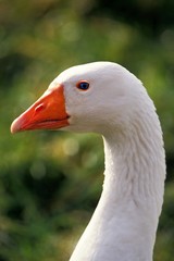 Domestic White Goose