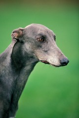 Greyhound, Portrait of Male