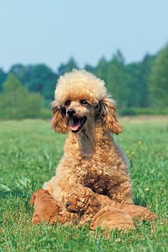 Apricot Standard Poodle, Mother and Pups on Grass