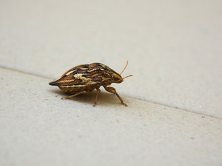 Cimice