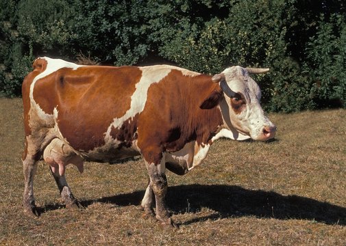 Montbeliarde Domestic Cattle, a French Breed