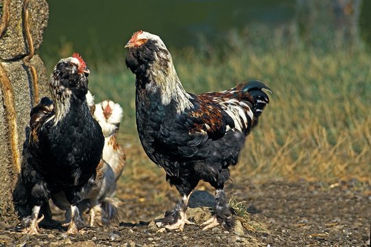 Faverolle Domestic Chicken, a French Breed