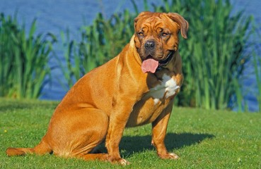 Bordeaux Mastiff Dog, Adult sitting near Lake