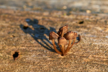 Schattenspiele auf Holz
