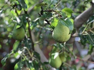 harvest pear trees in the garden