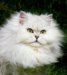 Naklejka na ściany i meble Chinchilla Persian Domestic Cat, Portrait of Adult
