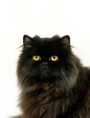 Naklejka na ściany i meble Black Persian Domestic Cat against White Background