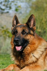 German Shepherd Dog, Adult laying on Grass