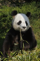 Giant Panda, ailuropoda melanoleuca, adult eating Bamboo Leaves