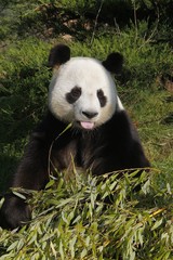 Fototapeta na wymiar Giant Panda, ailuropoda melanoleuca, Adult with Tongue out