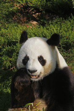 Giant Panda, ailuropoda melanoleuca, Portrait of Adult