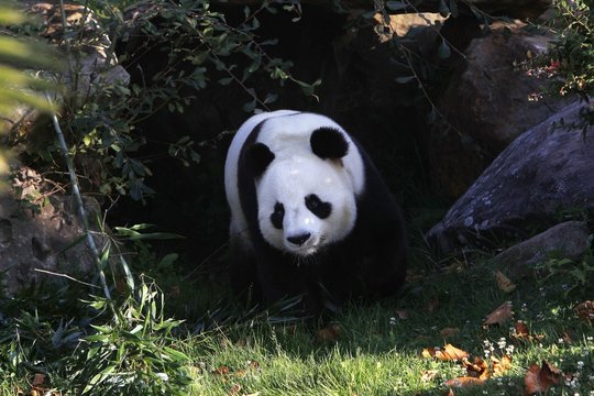 Giant Panda, ailuropoda melanoleuca