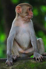 Cute macaque monkey in beautiful blurred background cute monkey close up potrait wallpaper macaque in nature