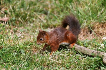 Naklejka na ściany i meble Red Squirrel, sciurus vulgaris, Adult standing on Grass, Auvergne in France