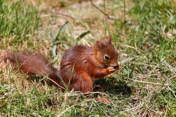 Red Squirrel, sciurus vulgaris, Adult standing on Grass, Eating, ,Auvergne in France