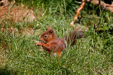 Naklejka na ściany i meble Red Squirrel, sciurus vulgaris, Adult standing on Grass, Eating, Auvergne in France