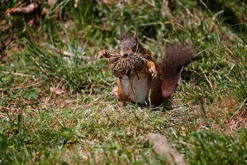 Red Squirrel, sciurus vulgaris, Adult Carrying Nesting Material in Mouth, Auvergne in France