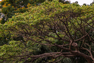 Beautiful big tree and branches with nature green wood sunlight background. Selective focus.