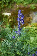 Aconitum napellus