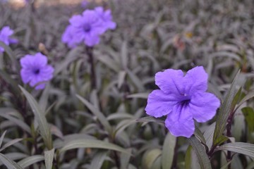 ruellia tuberosa, tropical purple flowers