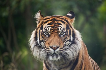 Fototapeta na wymiar Sumatran Tiger, panthera tigris sumatrae, Portrait of Male