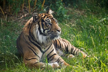 Fototapeta na wymiar Sumatran Tiger, panthera tigris sumatrae, Male