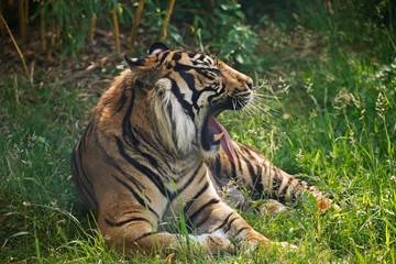 Fototapeta na wymiar Sumatran Tiger, panthera tigris sumatrae, Portrait of Male Yawning