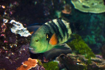 Fish at Sea Aquarium