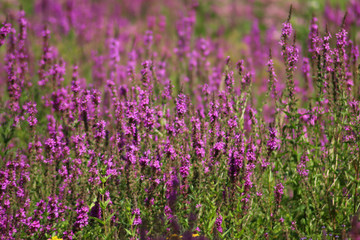 Purple flowers