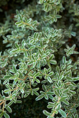 Coprosma kirkii variegata