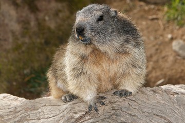 Naklejka na ściany i meble Alpine Marmot, marmota marmota, Adult standing on Rocks, Alps in South East of France