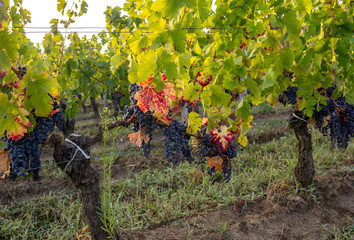 Morning light in the vineyards of Saint Georges de Montagne near Saint Emilion, Gironde, France