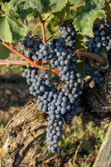 Close up of red merlot grapes in vineyard. St Emilion, Gironde, Aquitaine. France