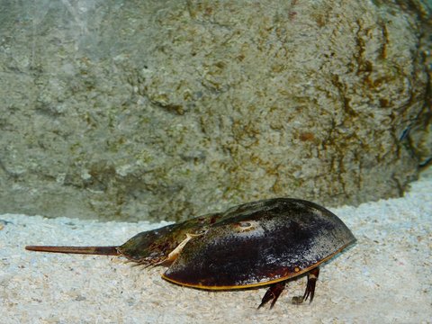 Atlantic Horseshoe Crab, Limulus Polyphemus