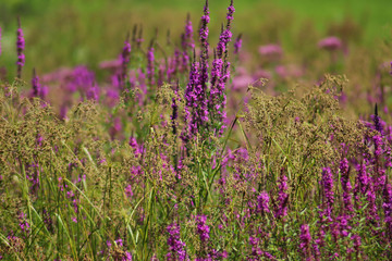 Field of Purple Flowers