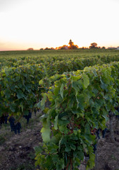 Sunset over the vineyards of Montagne near Saint Emilion. Gironde, Aquitaine. France