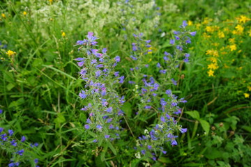 purple flowers in the garden