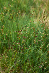 Juncus articulatus