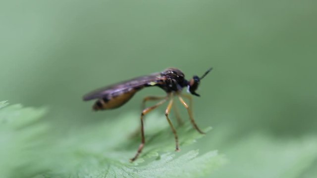 Eine Fliege ein Insekt auf einer Pflanze