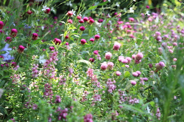  Scecery of HANA BIYORI  ,japan,tokyo