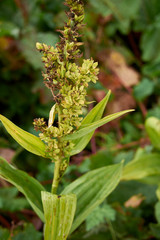 Veratrum album