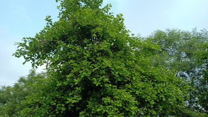 green tree branches